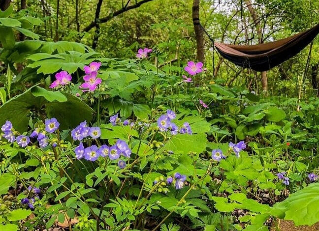 My home was once pasture for horses. Now hundreds of native plant species thrive here.